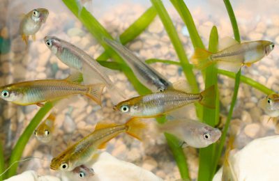 medaka Oryzias latipes