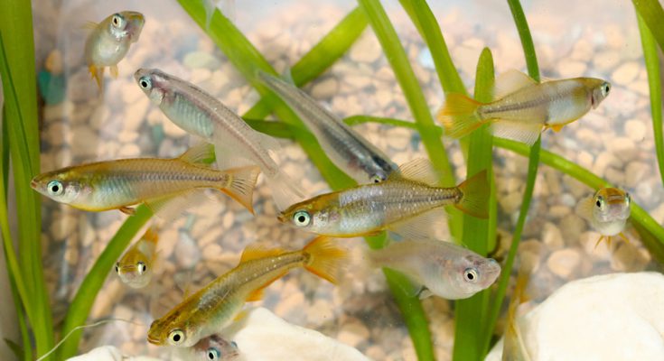 medaka Oryzias latipes