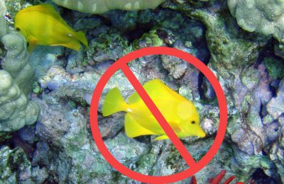 pesce chirurgo giallo divieto