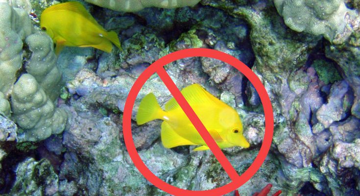 pesce chirurgo giallo divieto