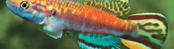Callopanchax