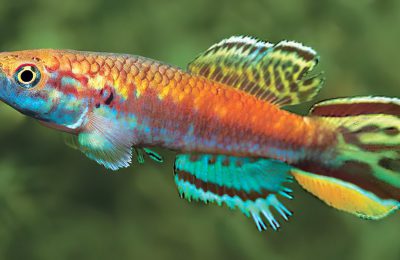 Callopanchax