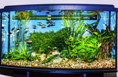 acquario illuminato piantumato