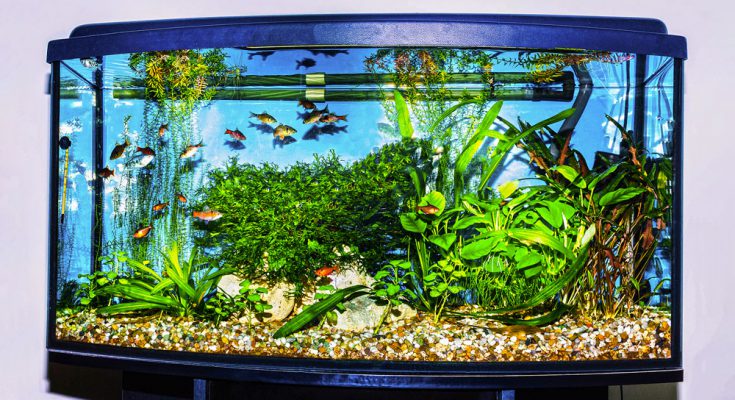 acquario illuminato piantumato