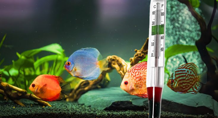 acquario vacanza estate