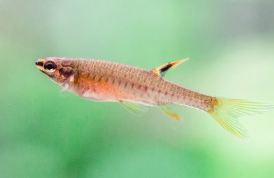 copeina copella arnoldi splash tetra