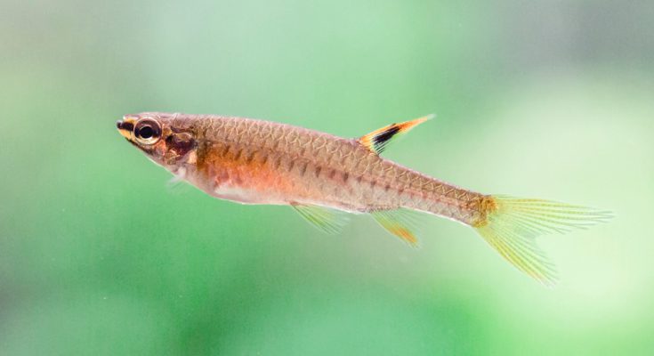 copeina copella arnoldi splash tetra