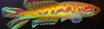 Callopanchax killifish occidentalis