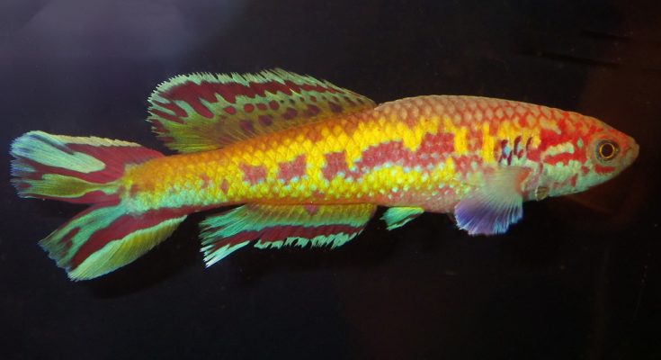 Callopanchax killifish occidentalis