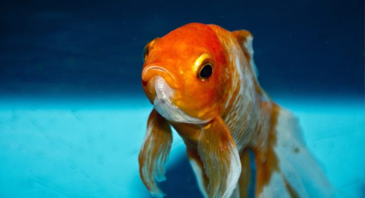 pesce rosso riconosce persone allevatore padrone