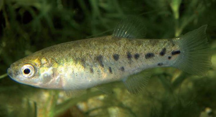 Apricaphanius baeticus habitat