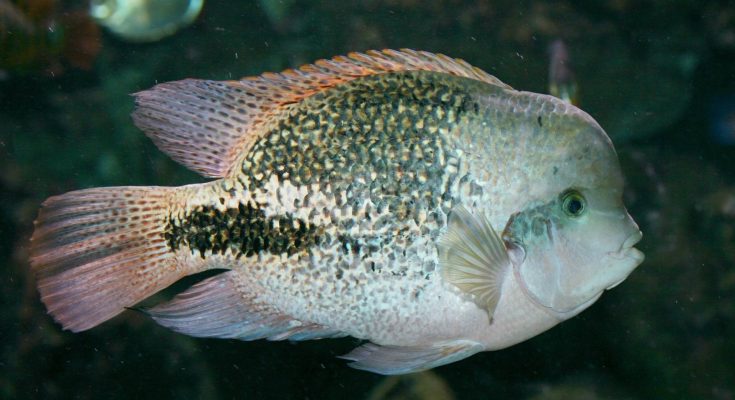 Cichlsoma synspilum acquario
