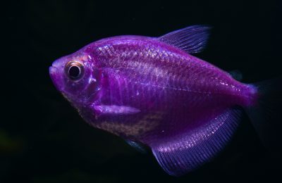glofish colorato viola Gymnocorymbus ternetzi