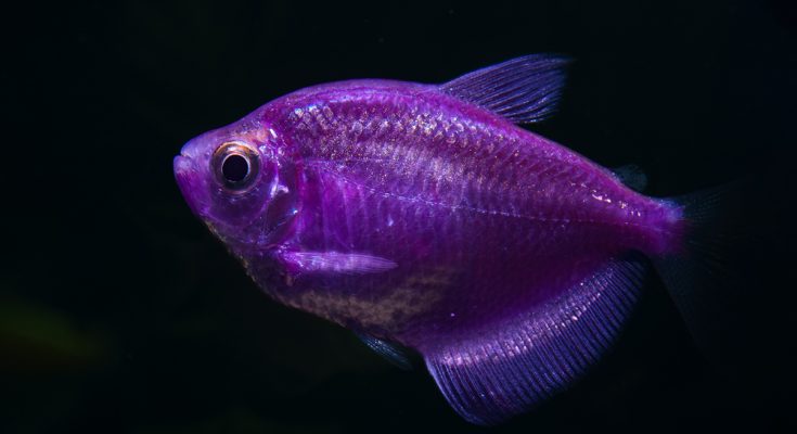 glofish colorato viola Gymnocorymbus ternetzi