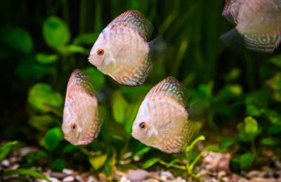 pesci tropicali acqua dolce tetra mangime