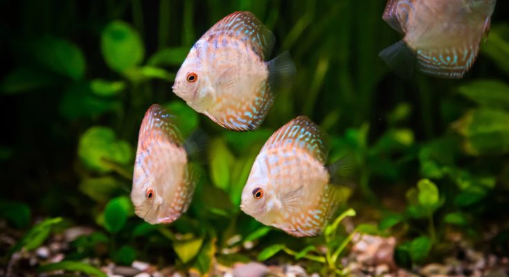 pesci tropicali acqua dolce tetra mangime