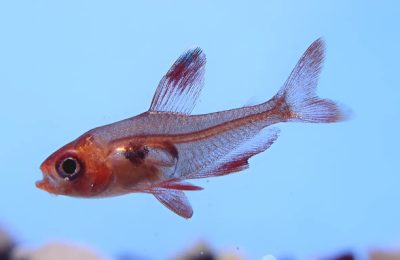 tetra fantasma rosso Hyphessobrycon sweglesi