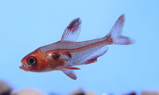 tetra fantasma rosso Hyphessobrycon sweglesi