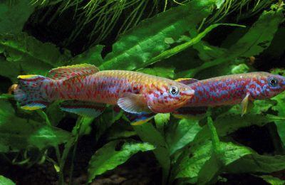 Aphyosemion killifish