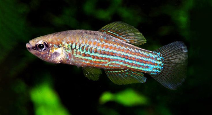 cuban killifish CUBANICTHYS CUBENSIS