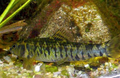 Characidium fasciatum characin darter