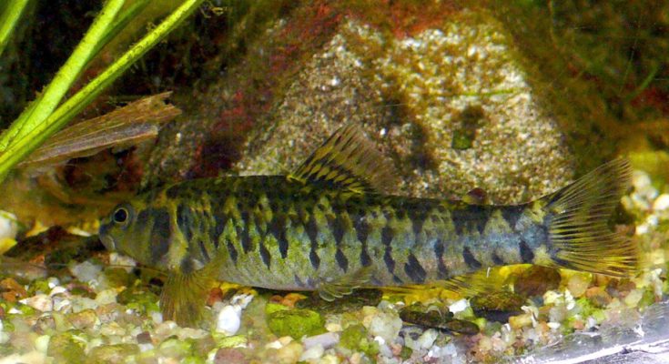 Characidium fasciatum characin darter
