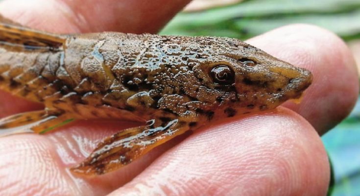 Loricaria Filamentosa pesce gatto corazzato