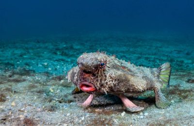 pesce pipistrello