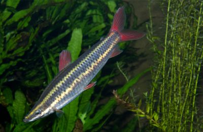 Anostomus anostomus striped headstander