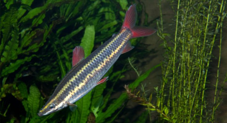 Anostomus anostomus striped headstander