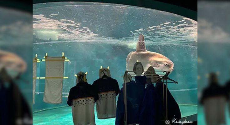 pesce luna mola giappone