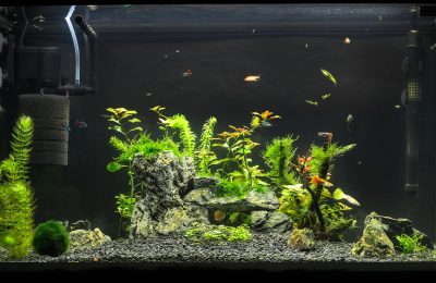 riscaldatore acquario domestico