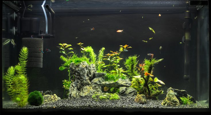 riscaldatore acquario domestico