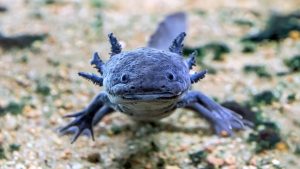 Axolotl scuro in primo piano - Un axolotl melanoide di colore scuro nuota sul fondo sabbioso di un acquario, con le branchie esterne ben visibili e le zampe anteriori allargate.