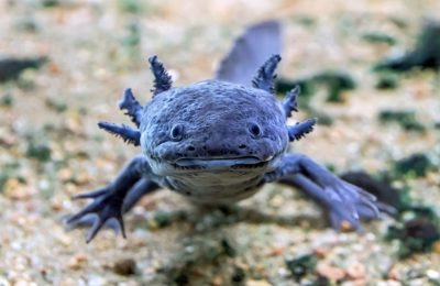 Axolotl scuro in primo piano - Un axolotl melanoide di colore scuro nuota sul fondo sabbioso di un acquario, con le branchie esterne ben visibili e le zampe anteriori allargate.