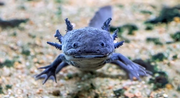 Axolotl scuro in primo piano - Un axolotl melanoide di colore scuro nuota sul fondo sabbioso di un acquario, con le branchie esterne ben visibili e le zampe anteriori allargate.