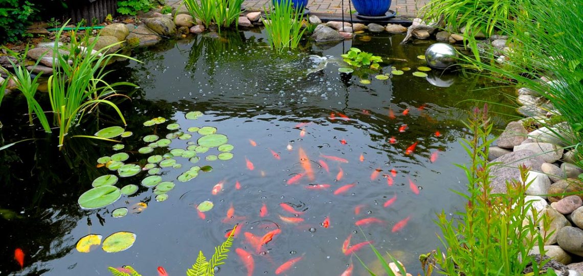 laghetto giardino cura preparazione pesci