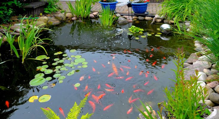 laghetto giardino cura preparazione pesci