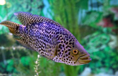 parachromis managuensis Pesce Giaguaro con pattern leopardato in un acquario a sfondo scuro, visibile attraverso il vetro.