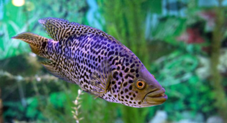 parachromis managuensis Pesce Giaguaro con pattern leopardato in un acquario a sfondo scuro, visibile attraverso il vetro.