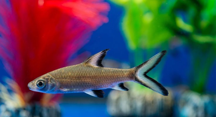 squalo bala in acquario domestico
