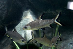 Gruppo di Squali Tricolore (Balantiocheilos melanopterus) in un acquario roccioso, mostrando la loro eleganza in movimento.
