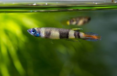 Epiplatys annulatus
