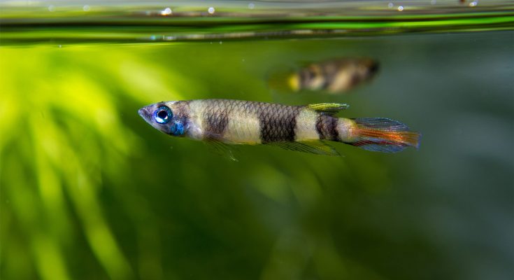 Epiplatys annulatus