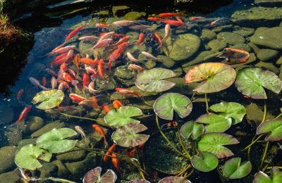 acqua-verde laghetto rimedi prevenzione guida pratica