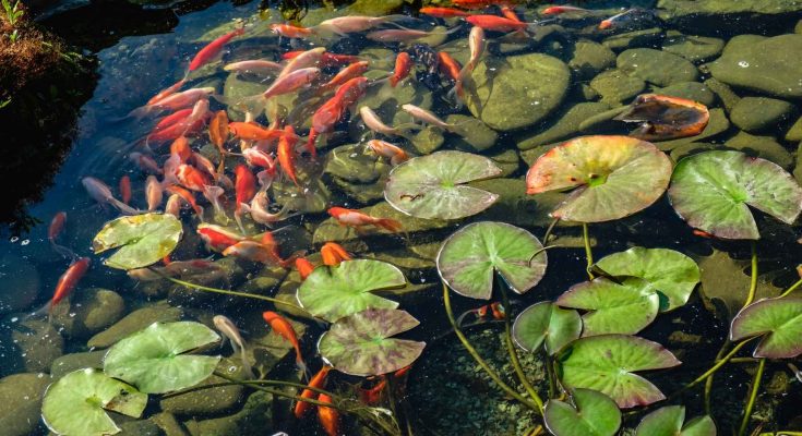 acqua-verde laghetto rimedi prevenzione guida pratica