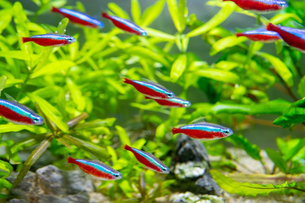 Gruppo di pesci cardinali in acquario