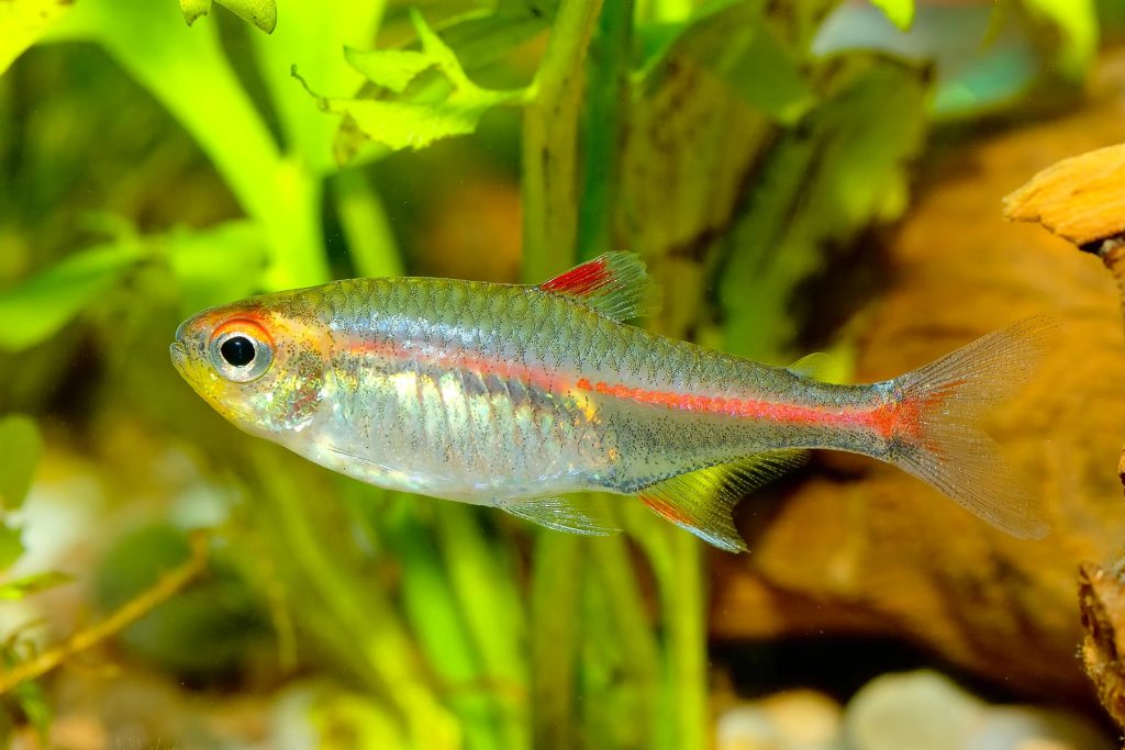 Pesce Hemigrammus in acquario