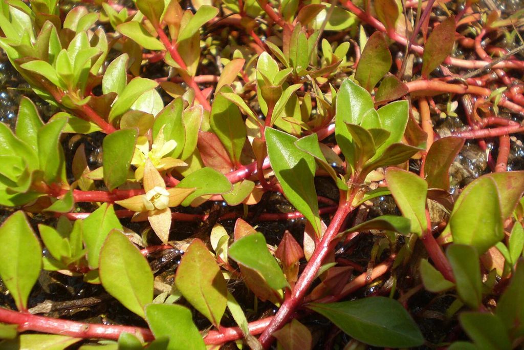 Ludwigia repens