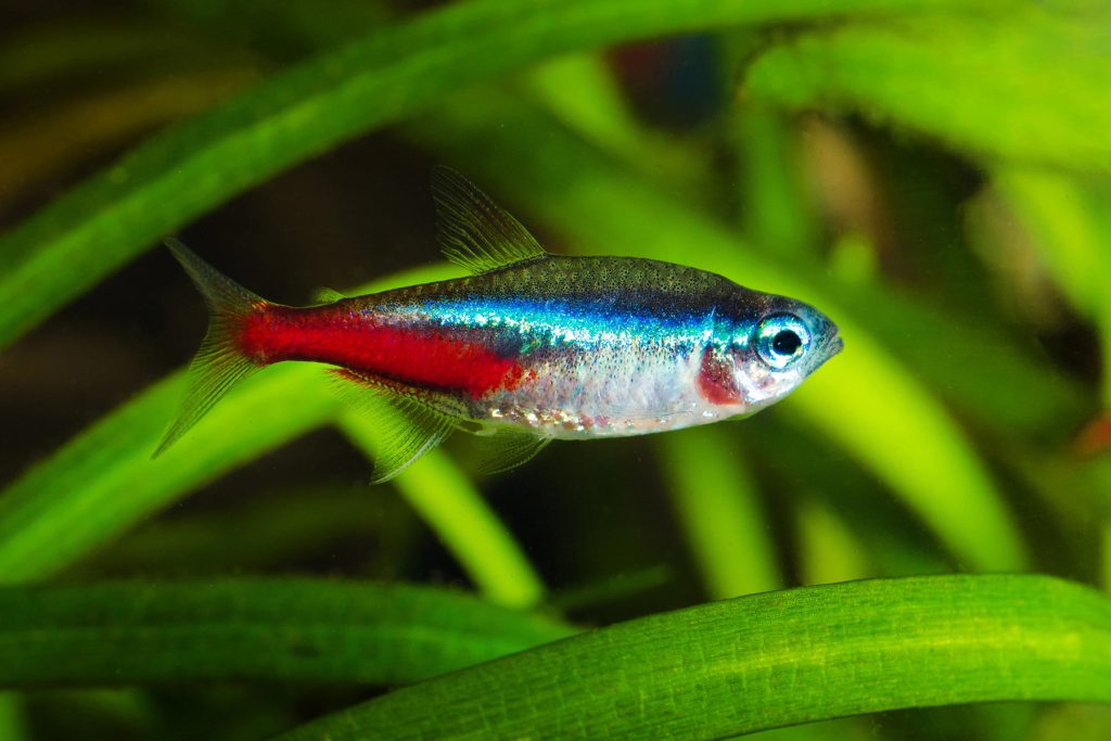 Pesce tropicale Neon per acquario